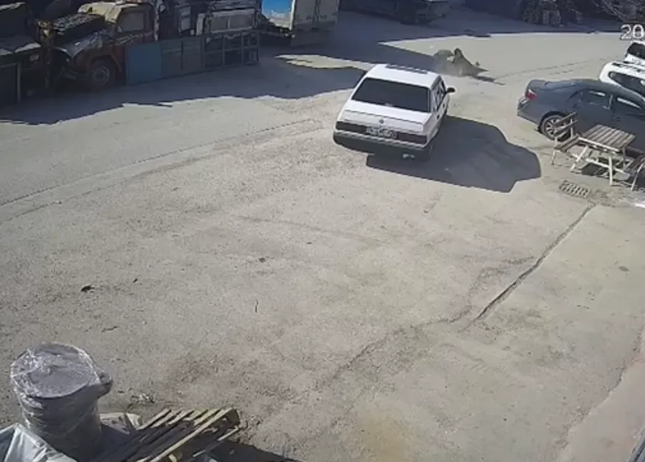 Bolu'da Köpeği Ezerek Sürükleyen Sürücü Gözaltında