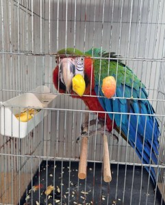 Edirne'de Kaçak Macaw Papağanları Ele Geçirildi
