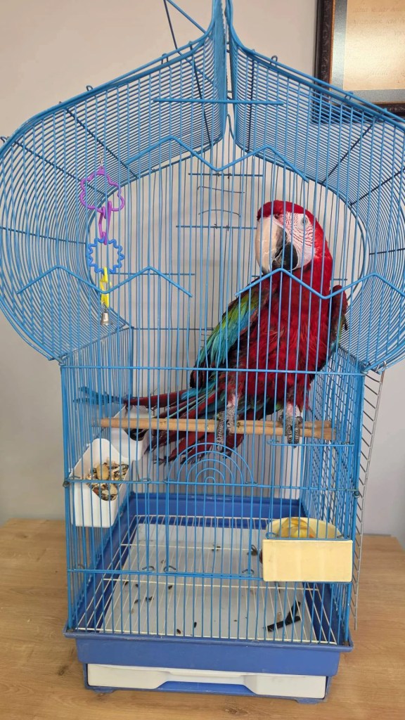 Edirne'de Kaçak Macaw Papağanları Ele Geçirildi