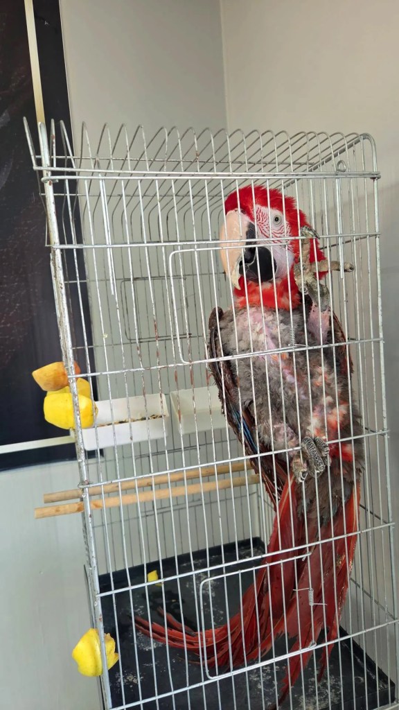 Edirne'de Kaçak Macaw Papağanları Ele Geçirildi
