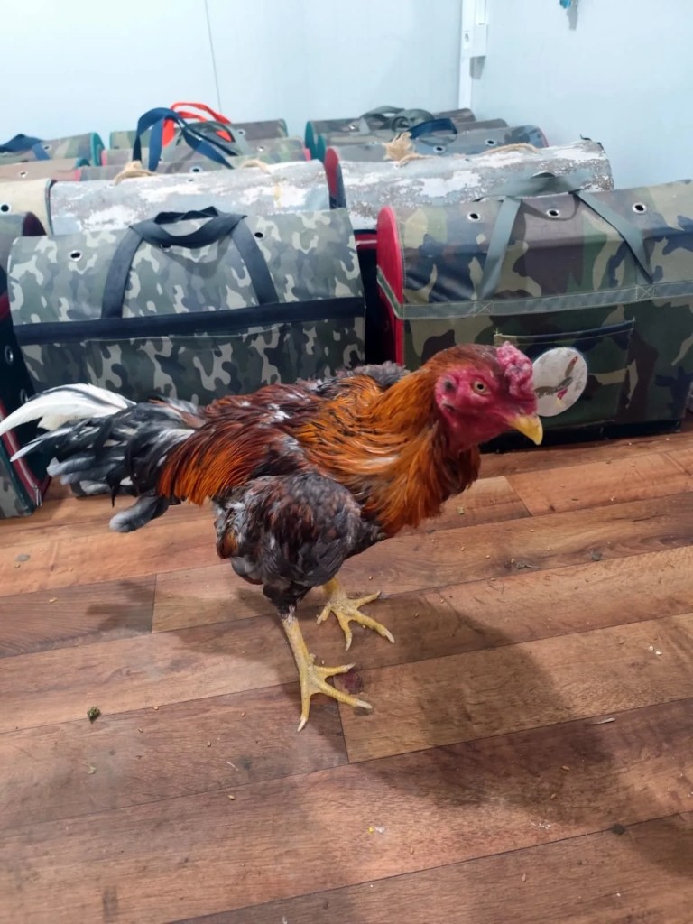 Sapanca'da Horoz Dövüşüne Baskın: 16 Kişiye Ceza