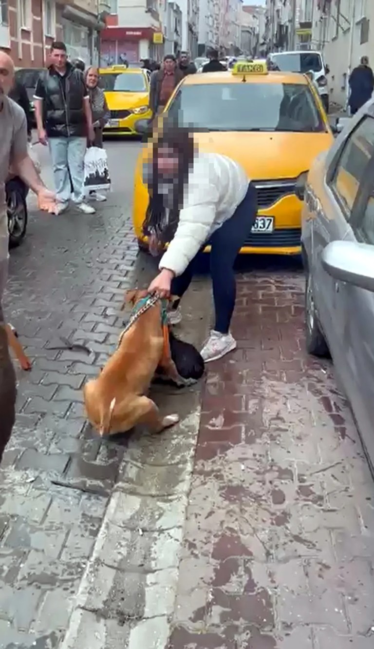 Pitbull Saldırısı Sonrası Sahibine Ağır Ceza