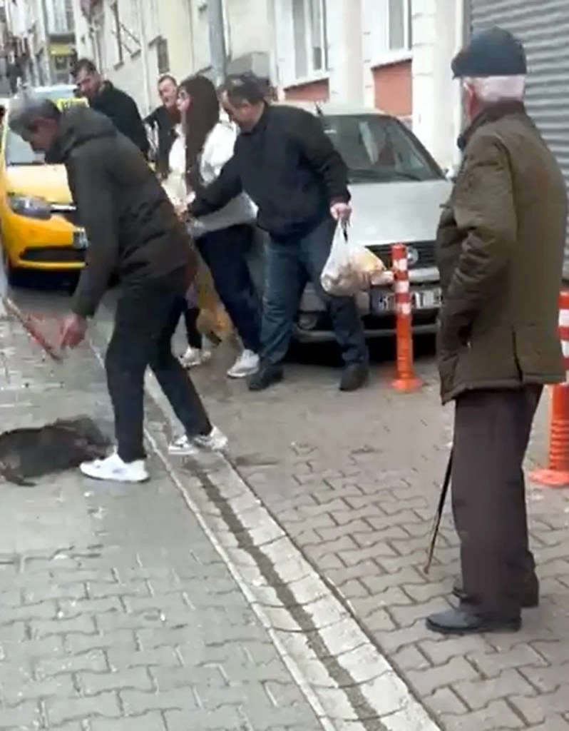 Pitbull Saldırısı Sonrası Sahibine Ağır Ceza