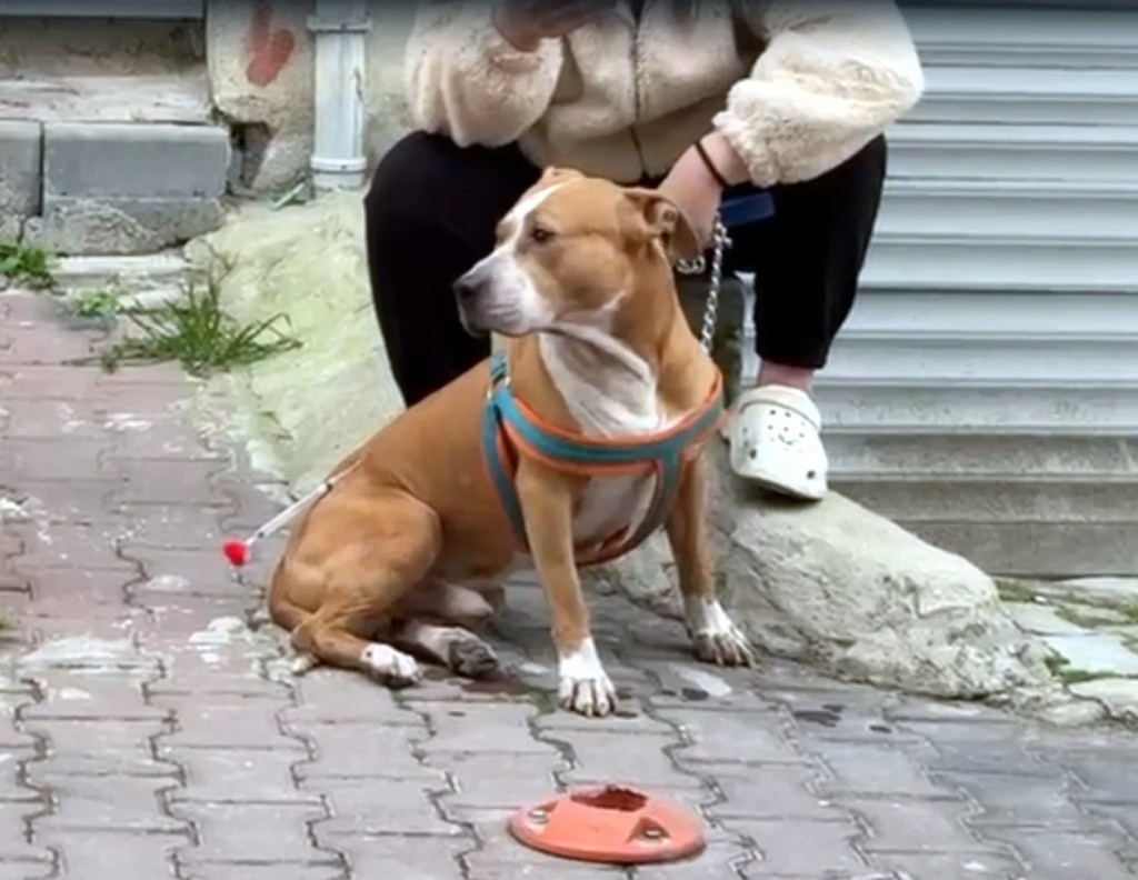 Pitbull Saldırısı Sonrası Sahibine Ağır Ceza