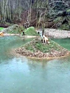 Kahramanmaraş'ta İtfaiye Eri Mahsur Kalan Köpeği Kurtardı