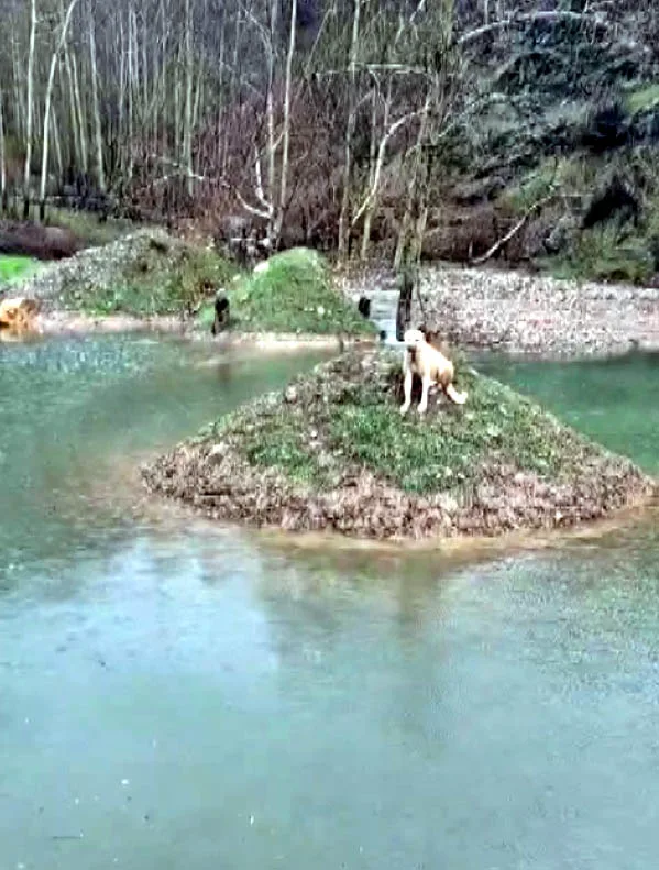 Kahramanmaraş'ta İtfaiye Eri Mahsur Kalan Köpeği Kurtardı