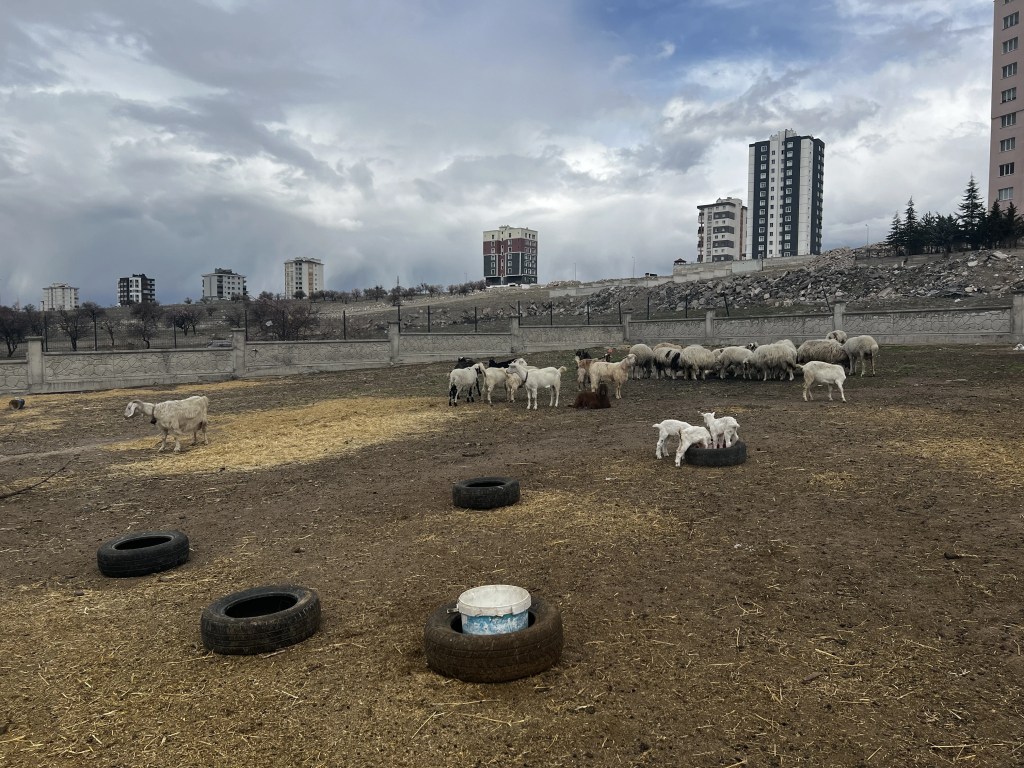 Kayseri'de Yabani Hayvan Saldırısı: 11 Keçi Telef Oldu