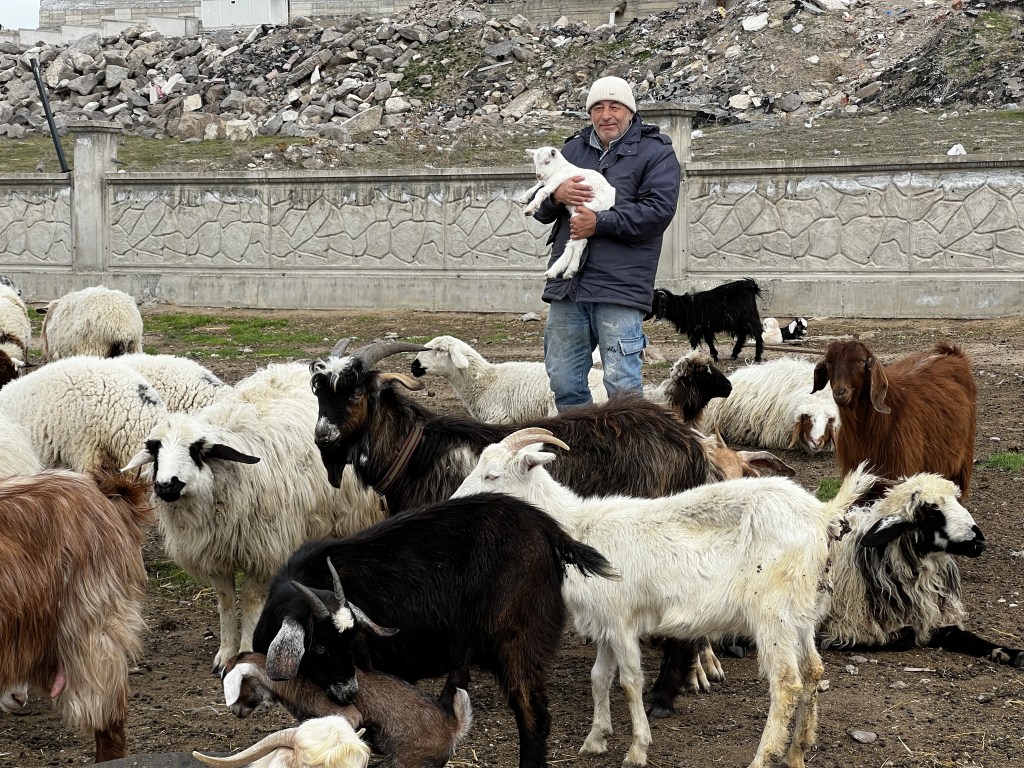 Kayseri'de Yabani Hayvan Saldırısı: 11 Keçi Telef Oldu