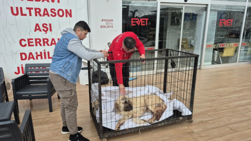 Kayıp Köpek Vurulmuş Bulundu, Şüpheli Tutuklandı