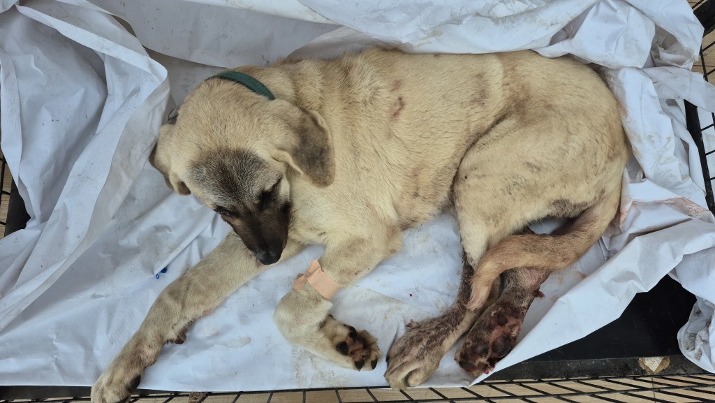 Kayıp Köpek Vurulmuş Bulundu, Şüpheli Tutuklandı