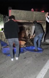 Adana'da Kamyonet Kazasında Eşekler Yaralandı