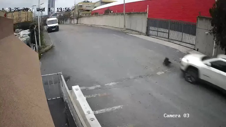 Avcılar'da Cip Sürücüsü Köpeği Ezdi ve Durmadan Uzaklaştı