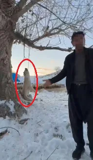 Kayseri'de Köpeğini Ağaca Asarak Öldüren Kişi Aranıyor