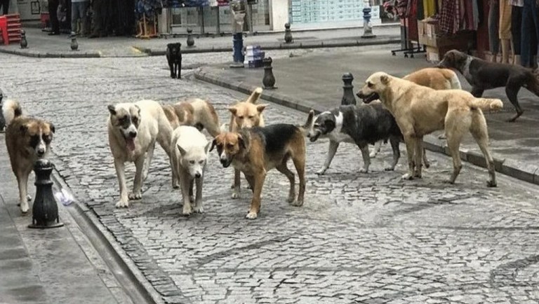İstanbul’da belediyelere sokak köpeği toplama talimatı