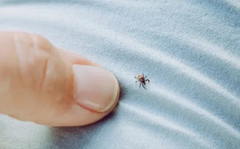 Kene ısırması 21 yaşındaki genci hayattan kopardı!