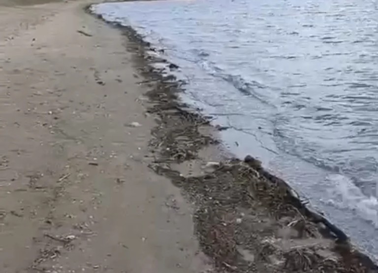 İzmit Körfezi’nde temizlik seferberliği!