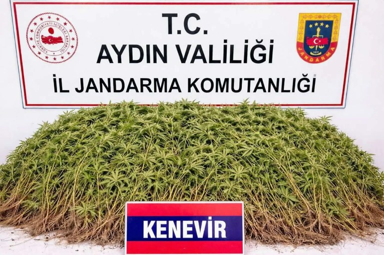 Nazilli'de Zeytin Bahçesinde Uyuşturucu Operasyonu