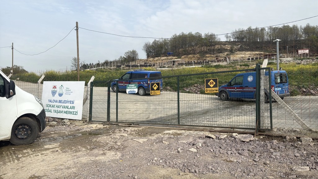 Yalova'da Hayvan Ölümleri İddialarına Soruşturma Başlatıldı