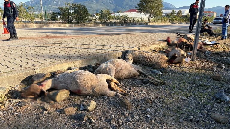 Fethiye'de motosiklet koyun sürüsüne çarptı: 8 koyun öldü
