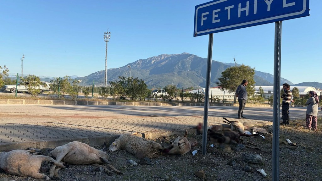 Fethiye'de motosiklet koyun sürüsüne çarptı: 8 koyun öldü