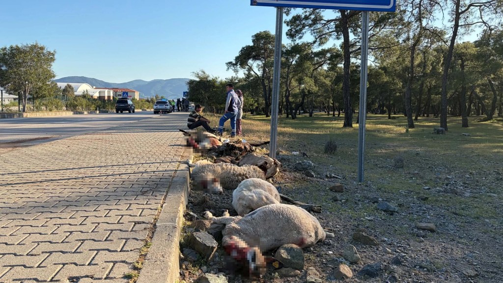 Fethiye'de motosiklet koyun sürüsüne çarptı: 8 koyun öldü