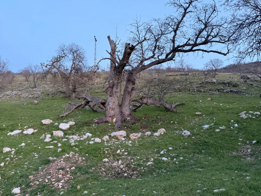Gülistan Doku Aramaları 40 Kilometrelik Alanda Yapıldı