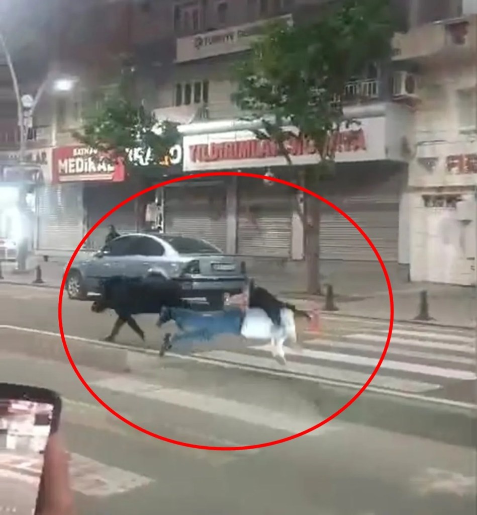 Batman'da Yaban Domuzu Şehir Merkezinde Panik Yarattı