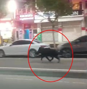 Batman'da Yaban Domuzu Şehir Merkezinde Panik Yarattı