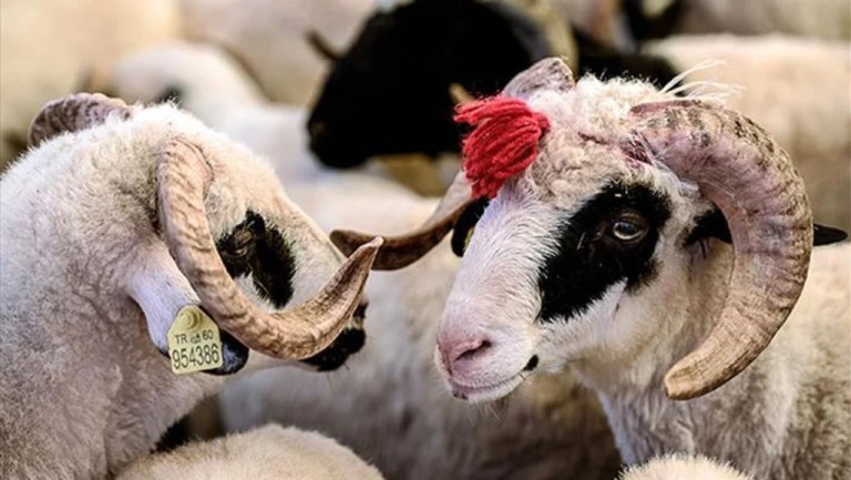 Kurban Bayramı tatili 9 güne çıktı