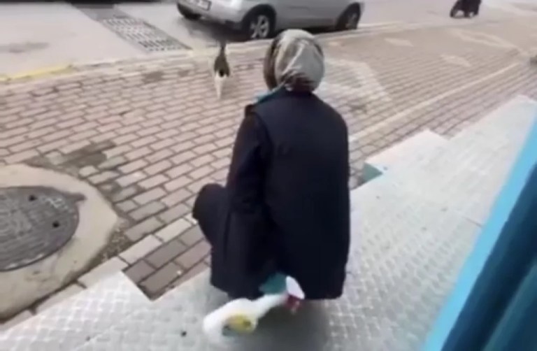 Kediye kimyasal sıkan market çalışanı gözaltında!
