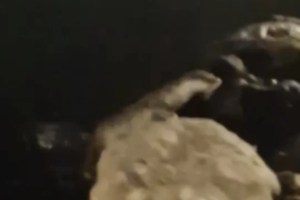 Derince sahilinde su samuru sürprizi