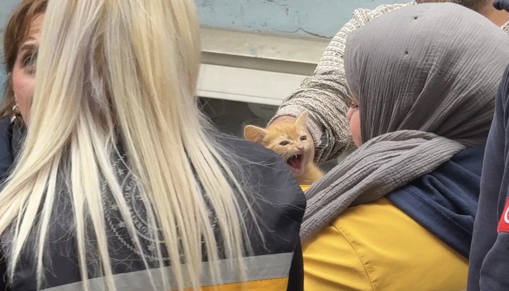 Kağıthane'de Yangın: Mahsur Kalan Yavru Kedi Kurtarıldı