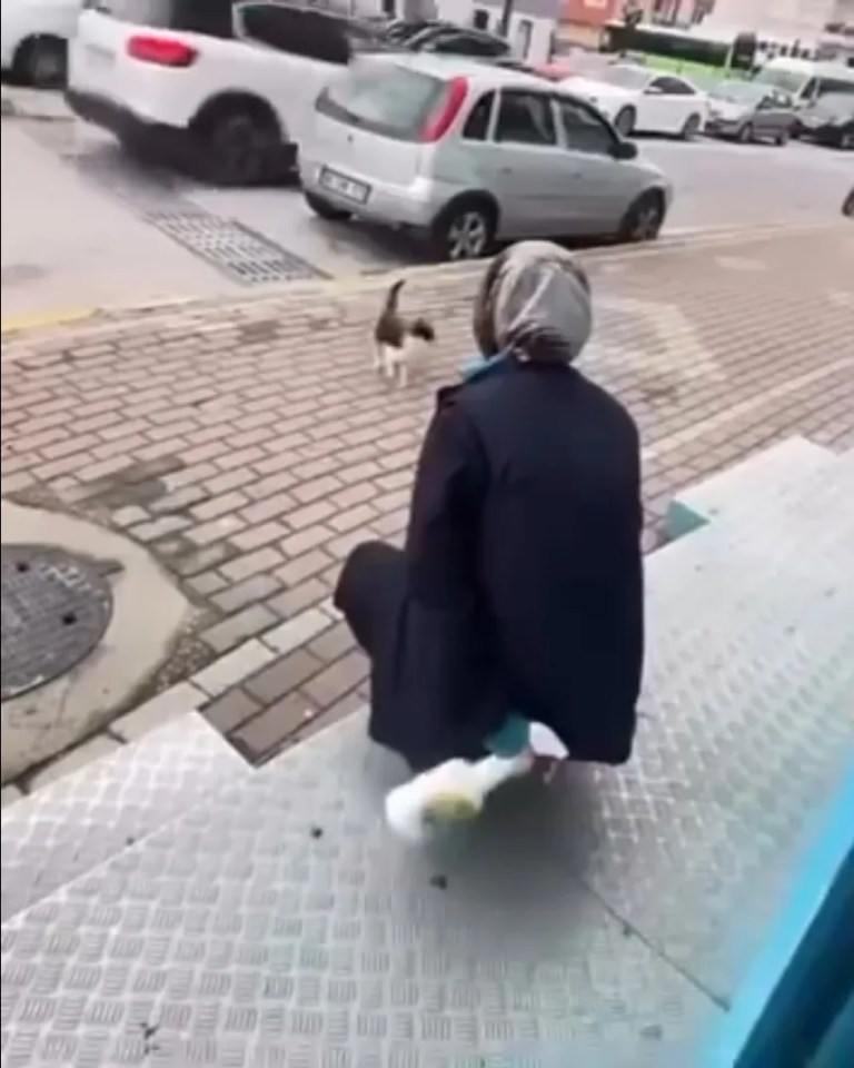 Market Çalışanı Kedinin Yüzüne Sprey Sıktı, Gözaltına Alındı