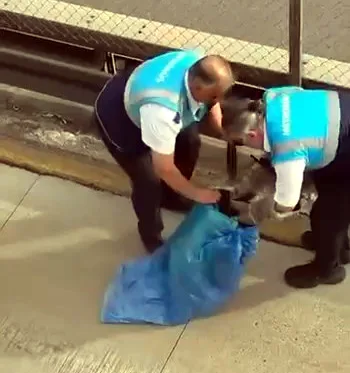 Avcılar'da metrobüs yolunda kedi kurtarıldı!