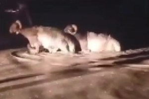 Hatay’da sağanak hayvan pazarını vurdu!