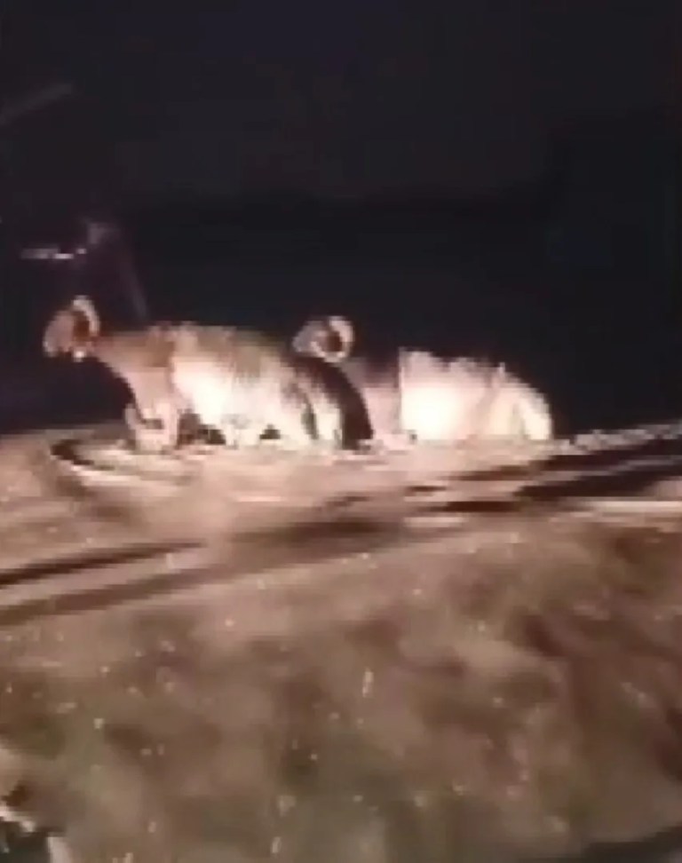 Hatay'da sağanak hayvan pazarını vurdu!