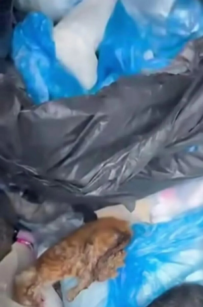 İzmir'de 33 ölü kedi bulundu!