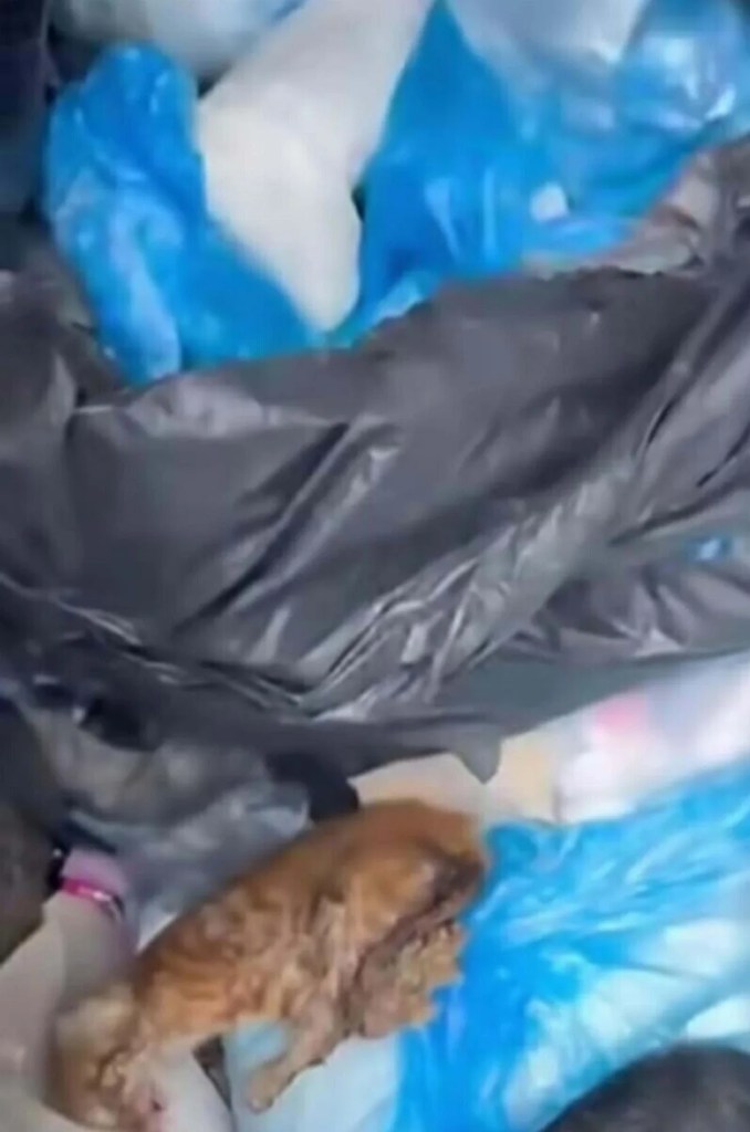 İzmir'de 33 kedinin ölümüyle ilgili itiraz!