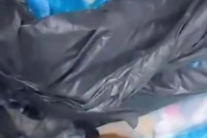 İzmir’de kedilerin ölümüyle ilgili veteriner yeniden gözaltında!