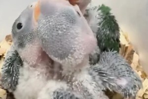Bursa’da Yavru Papağanlar Koruma Altına Alındı!