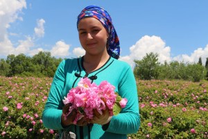 Isparta’da gül hasadı başladı