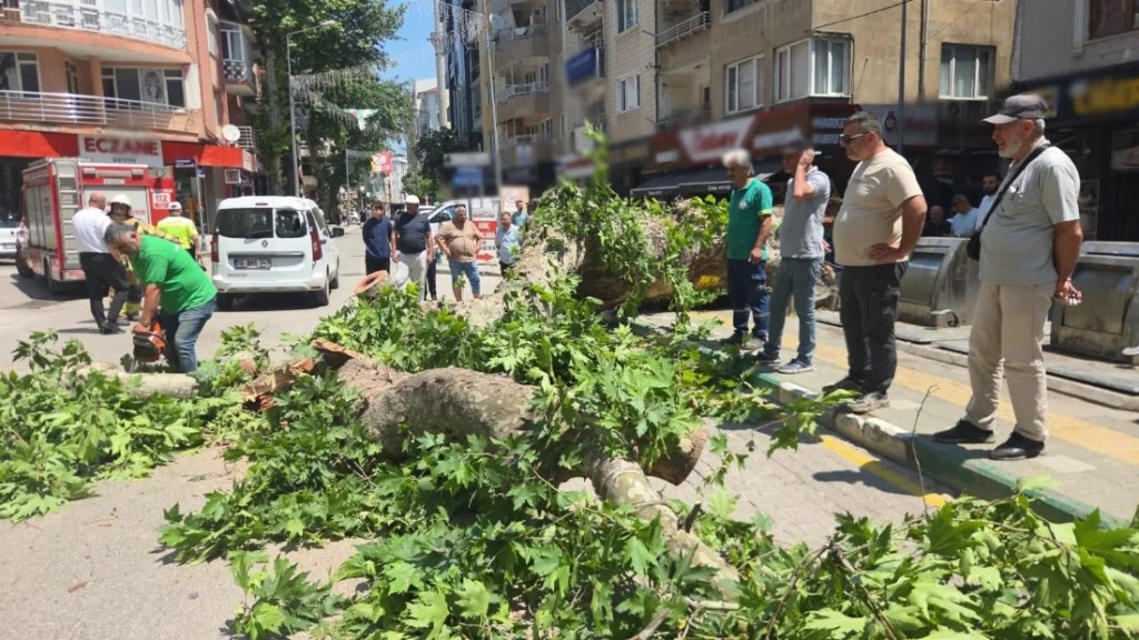 Orhangazi'de tarihi çınar devrildi, yol kapandı!