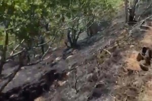 Nazilli’de yemek ateşi incir bahçesini yaktı!